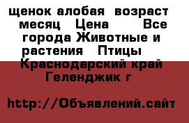 щенок алобая .возраст 1 месяц › Цена ­ 7 - Все города Животные и растения » Птицы   . Краснодарский край,Геленджик г.